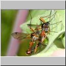 Tanyptera atrata - Holzschnake 05a Paarung OS-Wallenhorst Tongrube.jpg